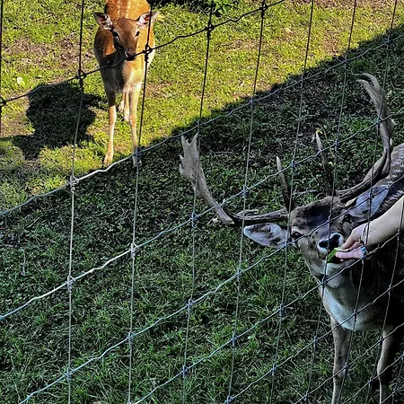 Domek Klimkowka بيت خشبي Klimkówka