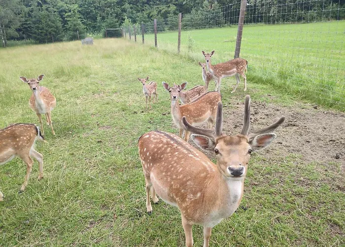 Lodge Domek Klimkowka
